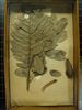 historical herbarium sample